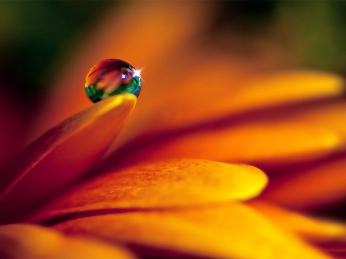 Colourful drop of water on a beautiful orange flower