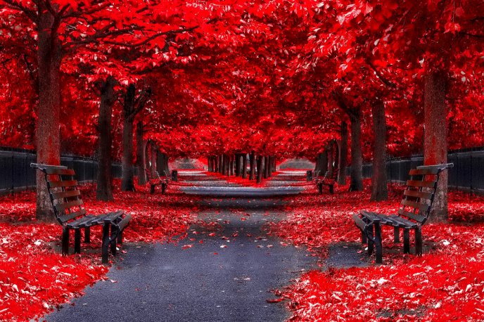 Red Autumn - Park alley in the mirror