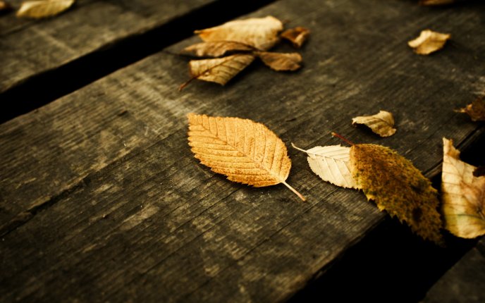 Autumn leaves on a bench of wood in the park