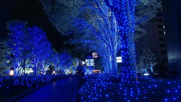 Blue light in the park - prepare for Christmas Holiday