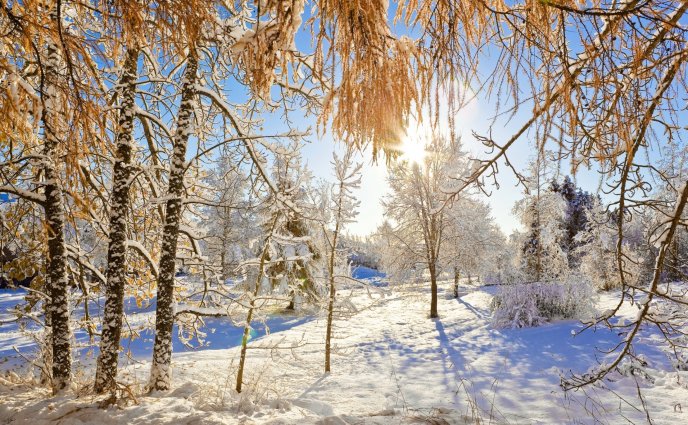 Beautiful sunny winter day - nature revives