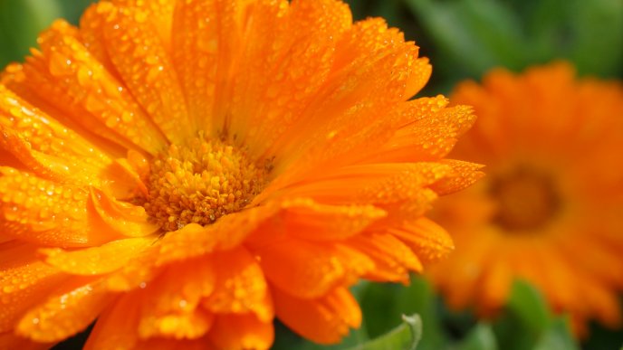Beautiful orange flower full with water drops - Hot summer