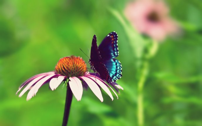 Wonderful butterfly on a flowers - summer wallpaper