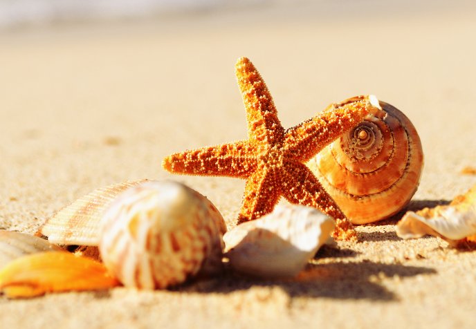 Shells and starfish on the beach sand - Summer holiday