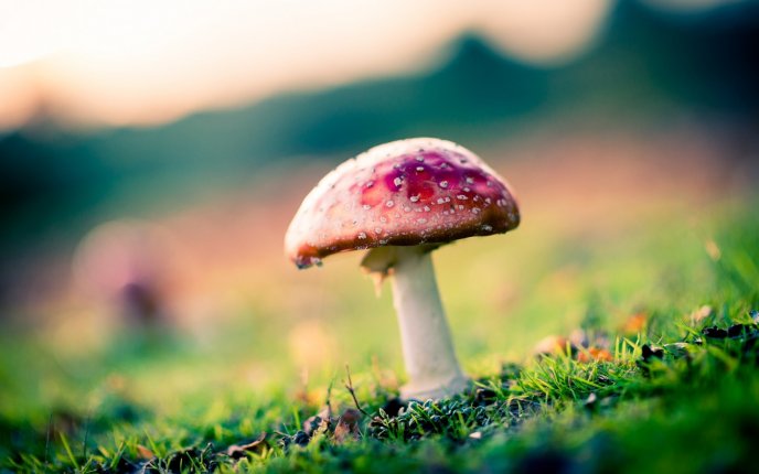 One poison mushroom in the nature - HD wallpaper