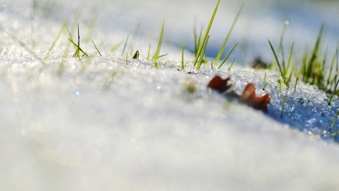 Macro fresh green grass in the white snow -Winter and Spring
