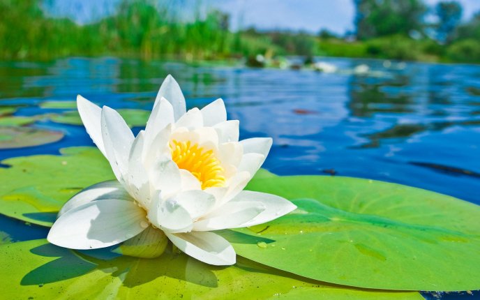 Wonderful white water lily on the lake - HD wallpaper