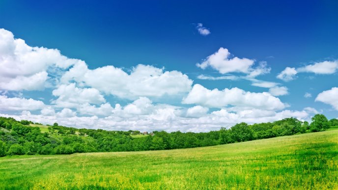Green field and wonderful blue sky - Summer time
