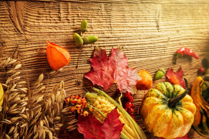 Wheat corn and pumpkin - Autumn fruits