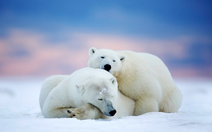 Love between two polar bears at North Pole - Wild animals