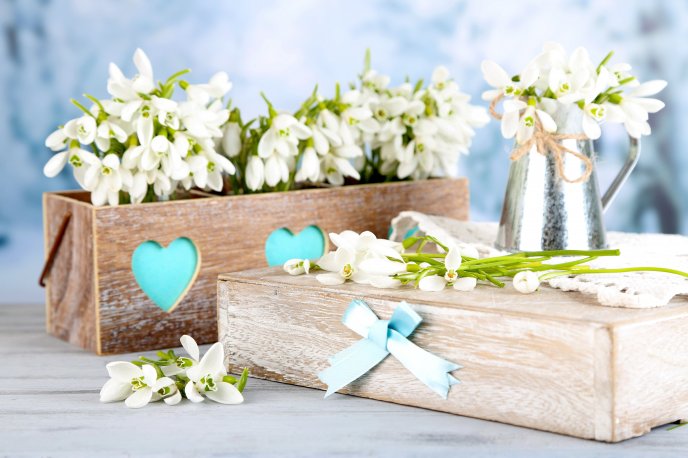 Beautiful snowdrops in wooden boxes - Spring season time