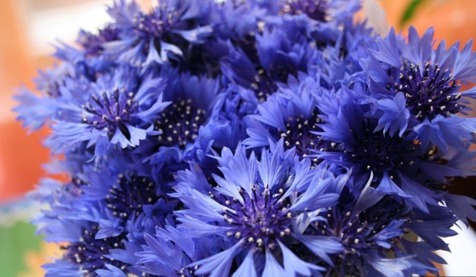 Amazing blue flowers in a wallpaper -Beautiful spring season