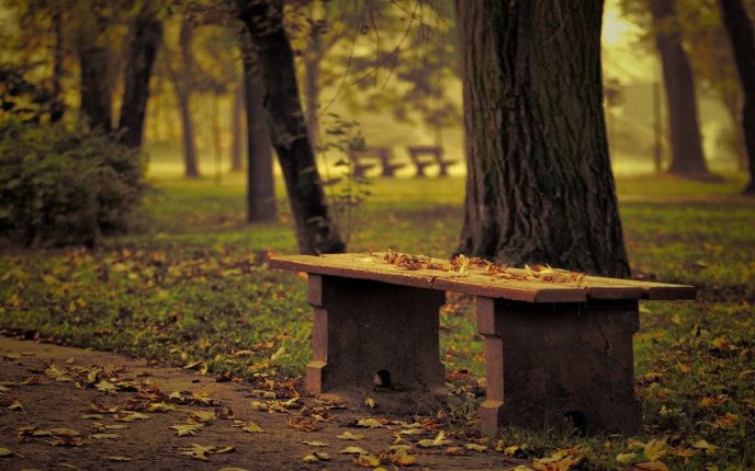 Wooden table in the park - Autumn leaves on the ground