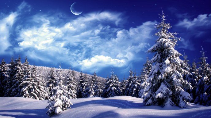 Wonderful cold winter night - Forest full with white snow
