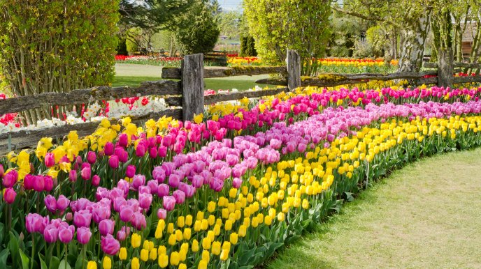 Beautiful yellow pink tulips in the garden - Spring flowers