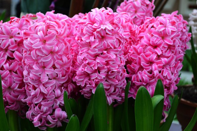 Wonderful pink color for beautiful perfumed hyacinths