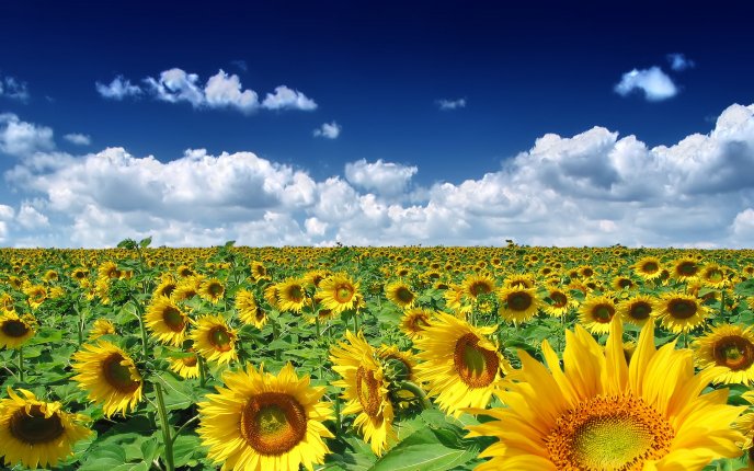 Wondeful sunflowers field - summer vibes HD wallpaper