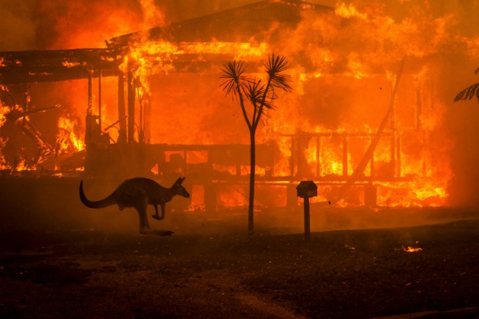 Kangaroo from Australia - Fire in the continent sad days