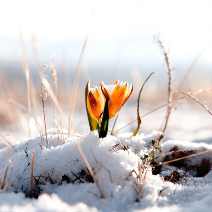 Yellow spring flower wake up from cold white snow