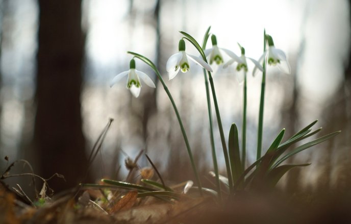 Little snowdrops in the forest - HD spring time wallpaper