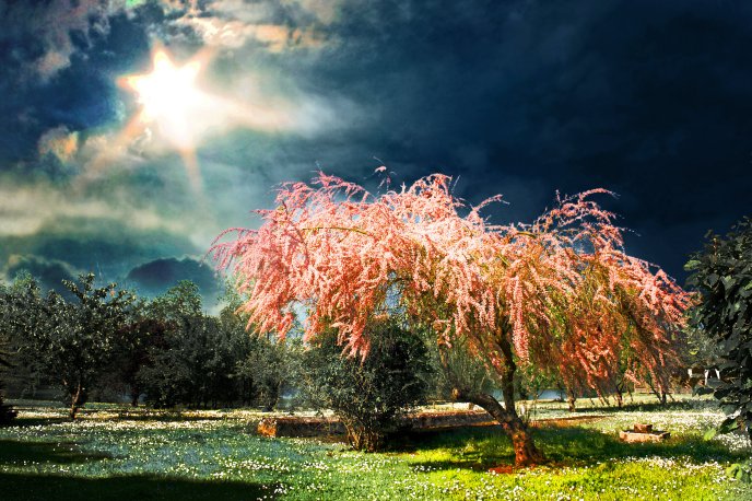 Sun light - wonderful color tree spring season time