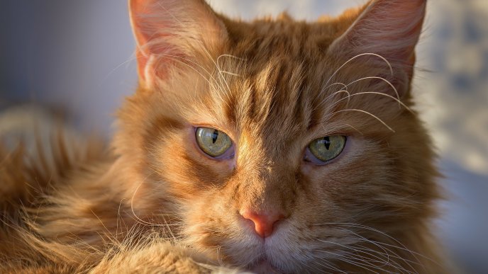Fixed view cat - Wonderful golden kitty