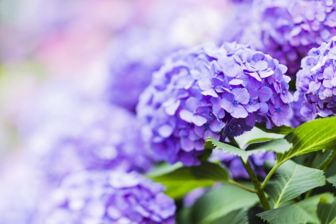 Beautiful purple hydrangea - HD wallpaper flower time