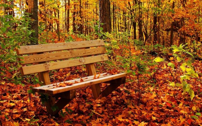 Wooden bench in the park full with autumn leaves HDwallpaper