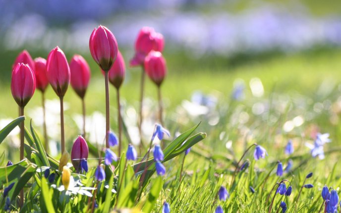 Pink bouquet of tulips in the garden - HD wallpaper