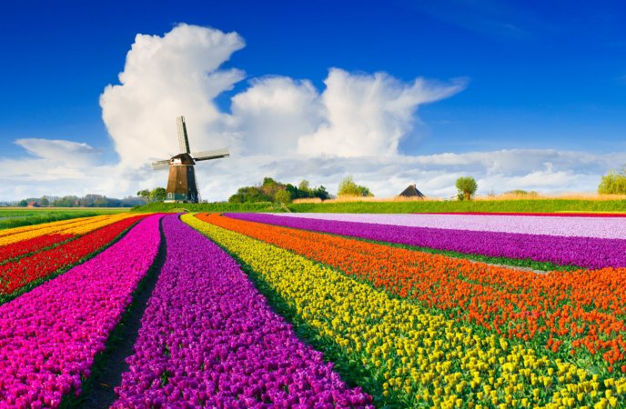 Magic spring moments - Wonderful field full tulips color