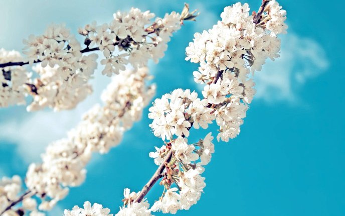 Wonderful blossom flowers tree season time - Sunlight