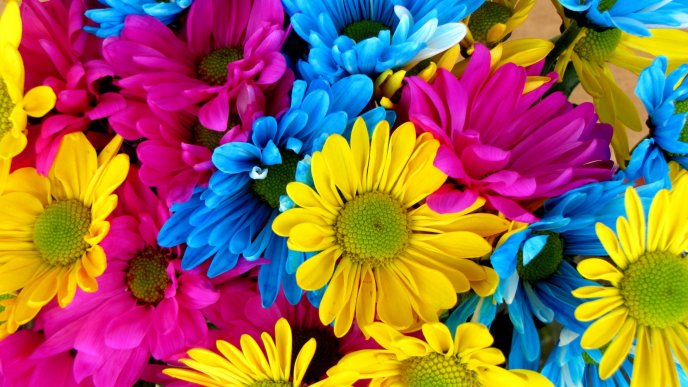 Colorful daisy flowers - HD wallpaper