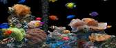 Aquarium with many colorful fish