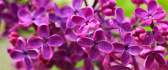 Beautiful lilac flower - HD wallpaper