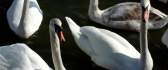 White swans on a lake