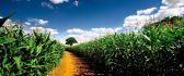 Path through the cornfield