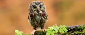 A baby owl sitting on a mound of moss ground