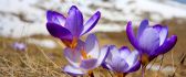 Crocuses just emerged from the snow - spring HD wallpaper