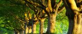 Trees can stop light rays HD wallpaper
