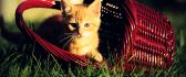 Little cat in a basket - HD wallpaper