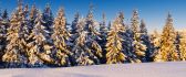 White pine forest - shiny snow