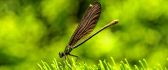 Big beautiful insect on the green plant - HD macro wallpaper