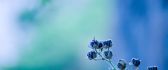 Beautiful blue spring flowers - HD wallpaper