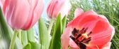 Beautiful spring paining - perfect pink tulips