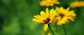 Yellow flowers on a green background - HD wallpaper
