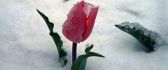 Frozen red tulip - winter in the middle of spring