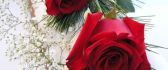 Red roses - the most beautiful flowers