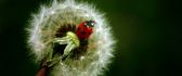 Little ladybug on a dandelion - Spring time