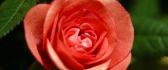 Little red rose - sweet flower in the garden
