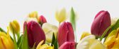 Wonderful tulip flowers - spring season